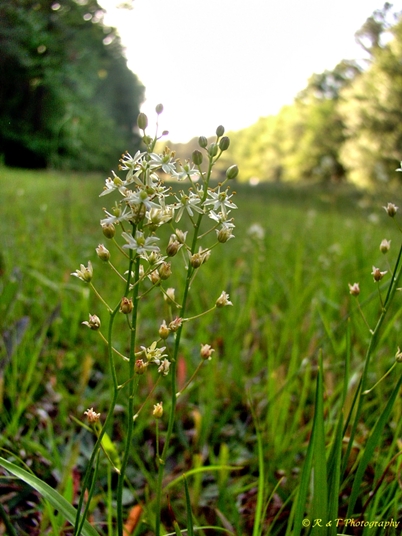 {Schoenolirion wrightii}